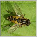 Helophilus pendulus - Gemeine Sumpfschwebfliege 02.jpg